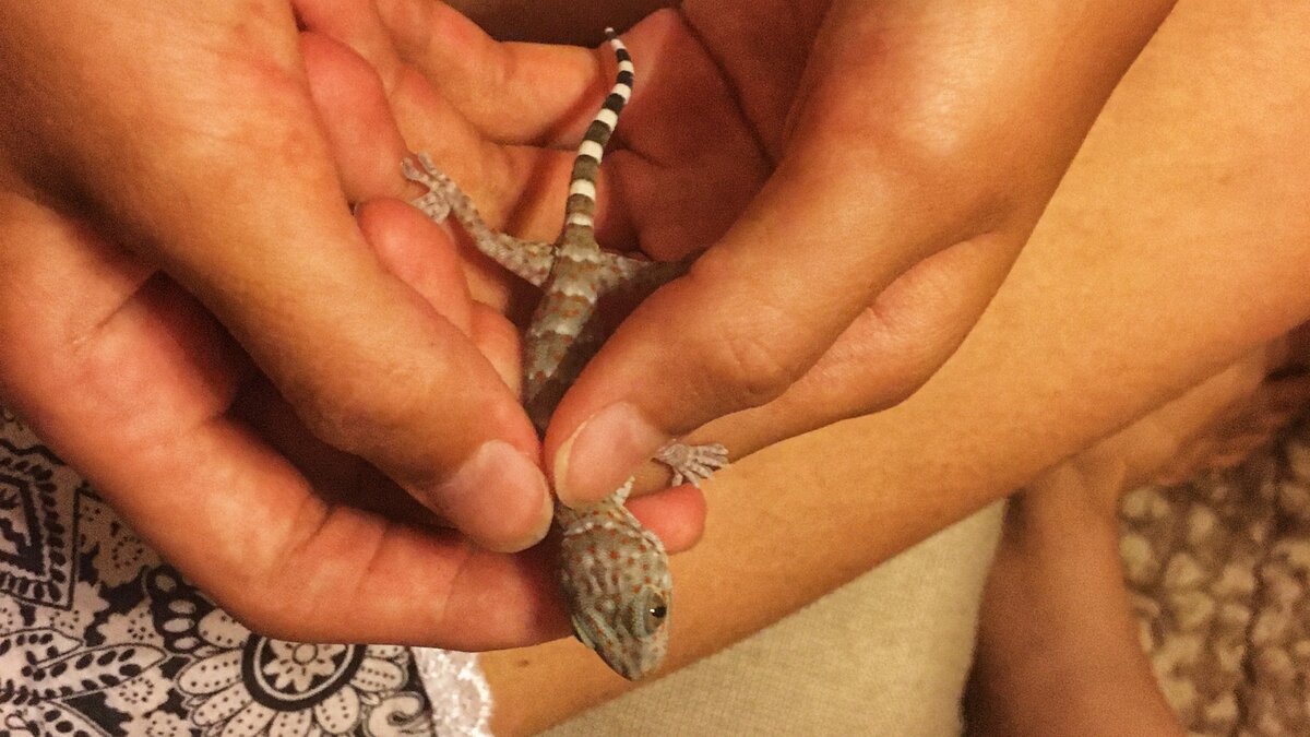 Ребёнок ловит ящериц