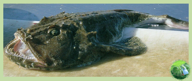 Огромная пасть морского чёрта. Видны острые зубы на нижней  челюсти. Они похожи на крючки.