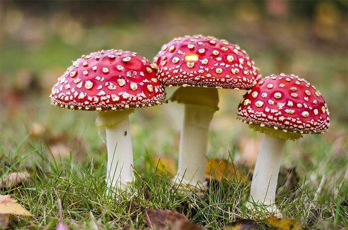 Amanita Muscaria