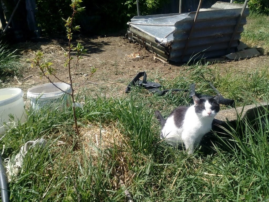 Такседо кот порода. Кошка вася белый. Серо белая кошка. Васька кот белый. Биколор кошка.