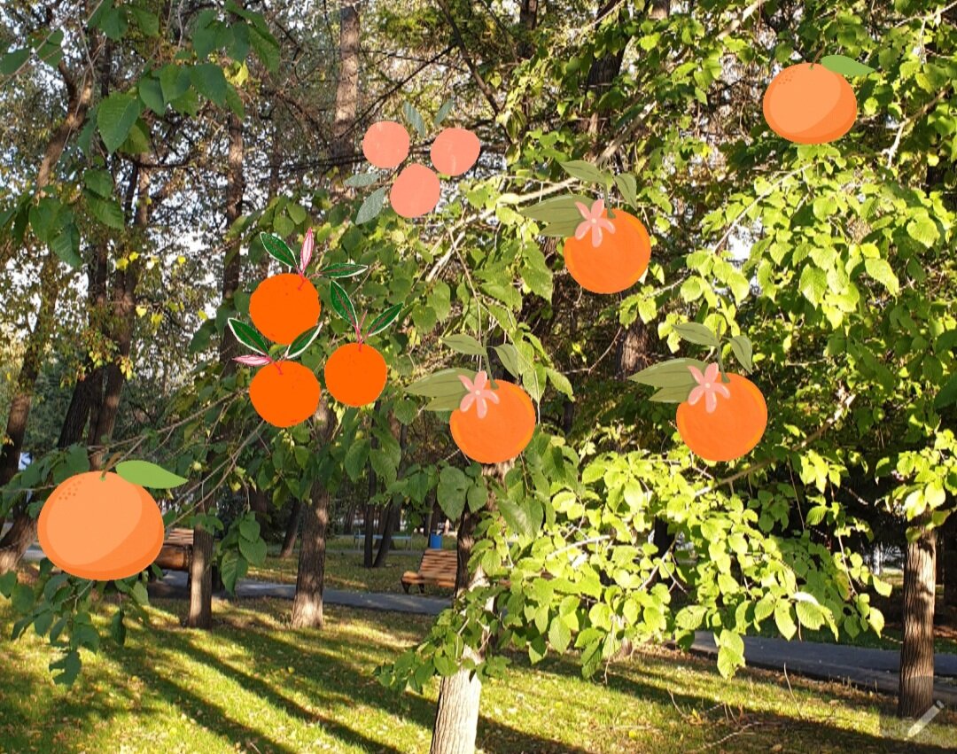 померанец цитрусовые. нарисовать апельсиновое дерево. осины апельсины. от осинки не родятся апельсинки рисунок. апельсин дарахти.