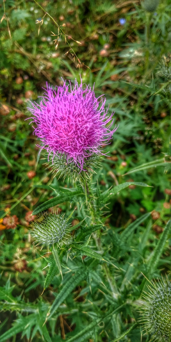 Двулетнее травянистое растение 30-150 см высотой, с бороздчатым ветристым стеблем. Стебель крылатый, крылья с шипами. Листья выемчато-перистораздельные с лопастными долями, по краям с крепкими шипами. Корзинки крупные, одиночные, на концах ветвей, обертка 3-5 см в диаметре, листочки обертки черепитчатые, с колючками. Цветки трубчатые, лилового цвета.