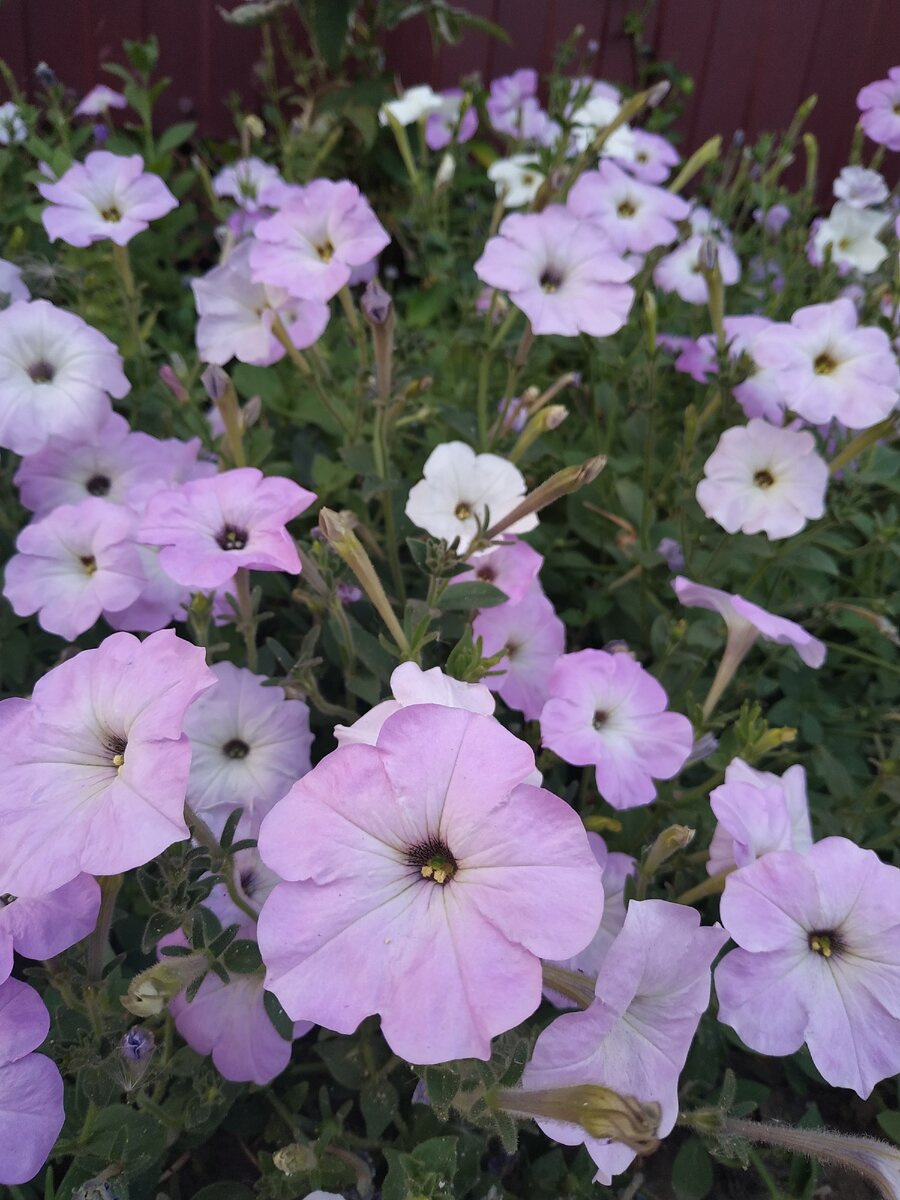 (фото автора)