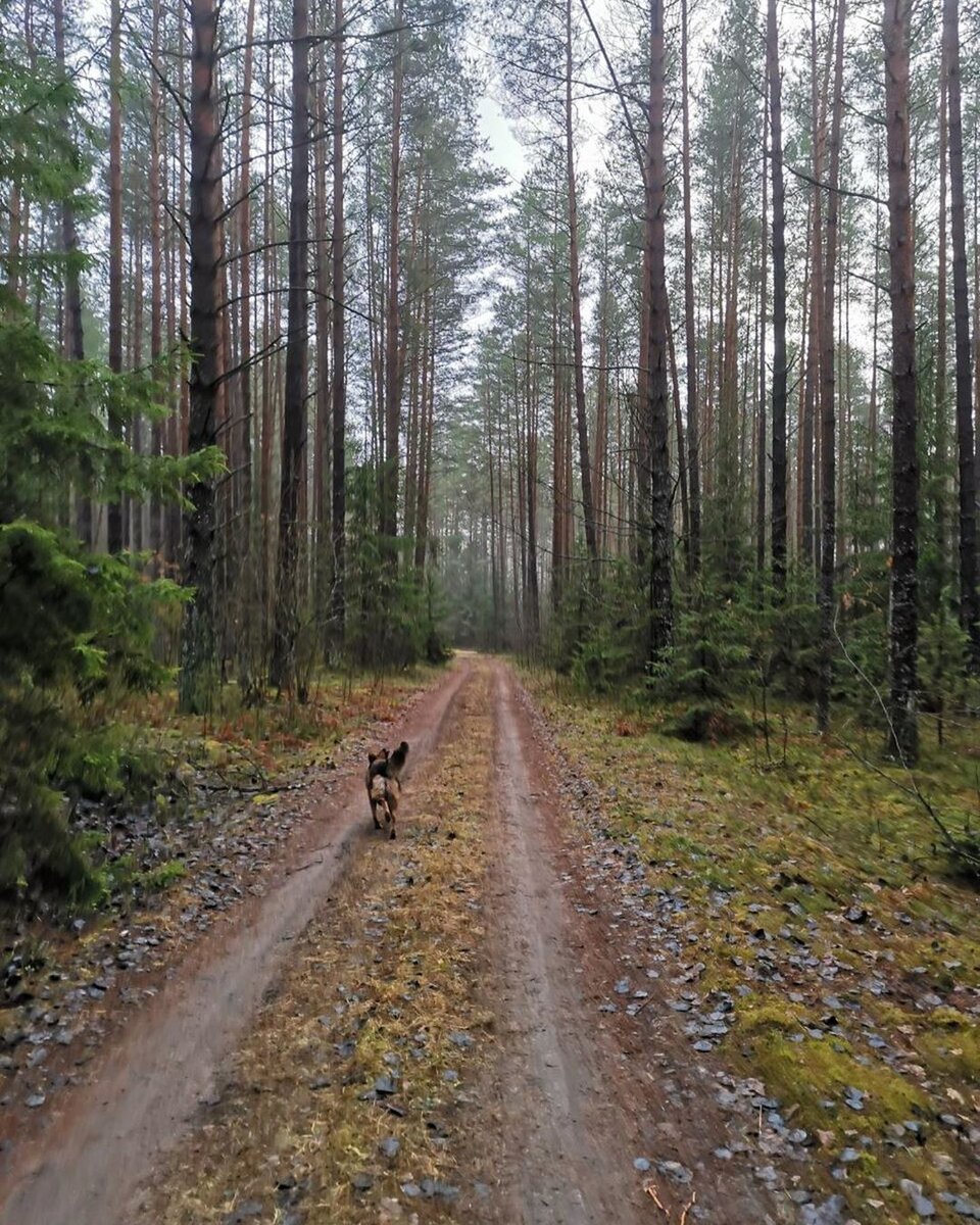 Лес в Асино