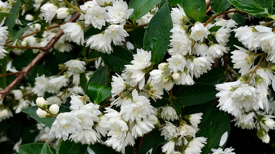 дейция кустарник махровая. декоративный кустарник дейция. дейция магнифика. дейция мона лиза. дейция саженец.