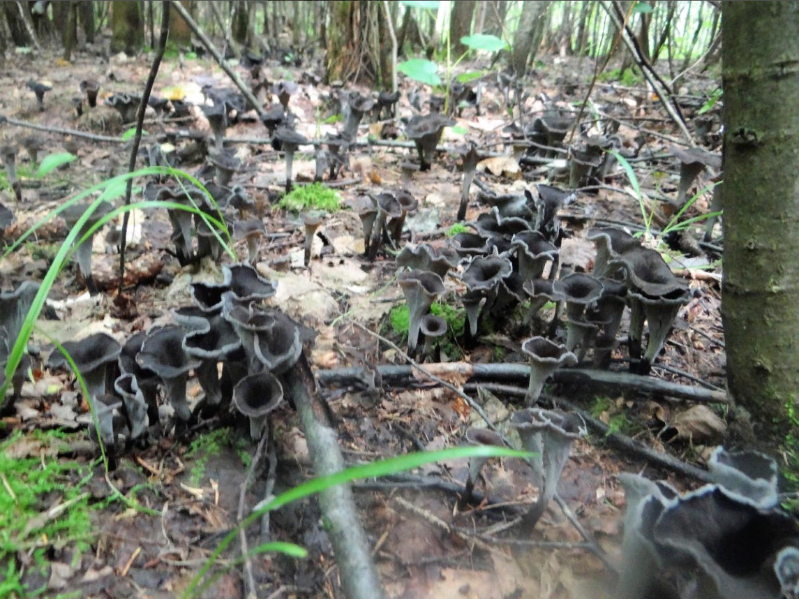 Фото Val cow.  Опубликовано: 29.07.2020 02:28