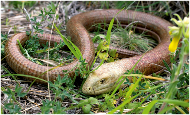А выглядит как змея! Фото с ресурсов Google.