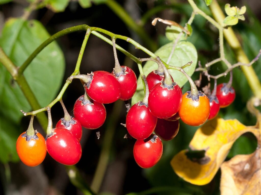 Плоды Solanum dulcamara