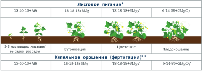 Подкормка огурцов при цветении. Схема подкормки огурцов в теплице. Схема подкормки огурцов в открытом грунте. Схема удобрения огурцов. Огурцы схема подкормок.