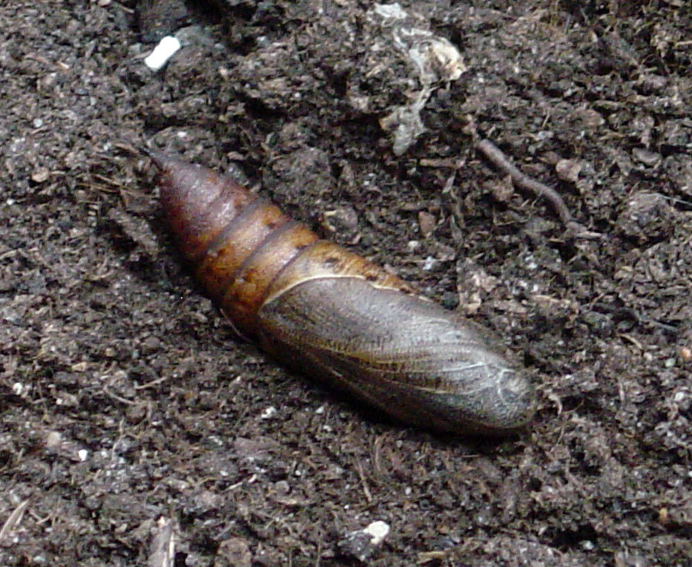 Безопасный способ обеззаразить землю от вредителей и болезней без применения ядохимикатов