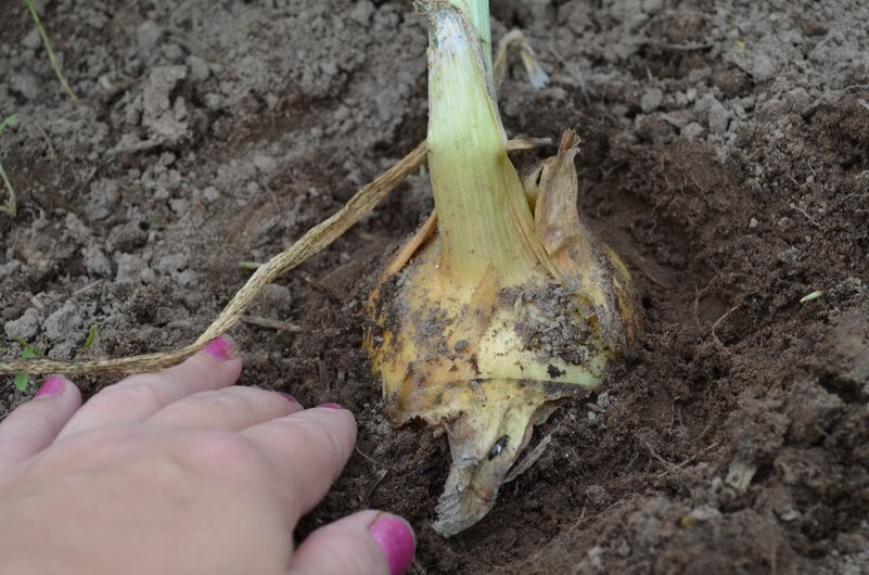 Вот тут хорошо видно, что  лук уже готов к уборке.