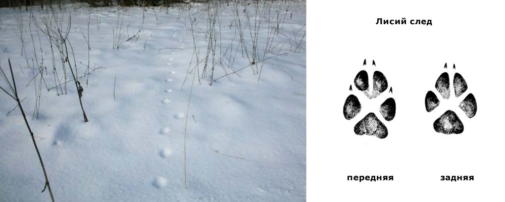 Следы лис. Как выглядит след лисы. Лисий след на снегу как выглядит. Как выглядят Лисьи следы. След лисы и след собаки.