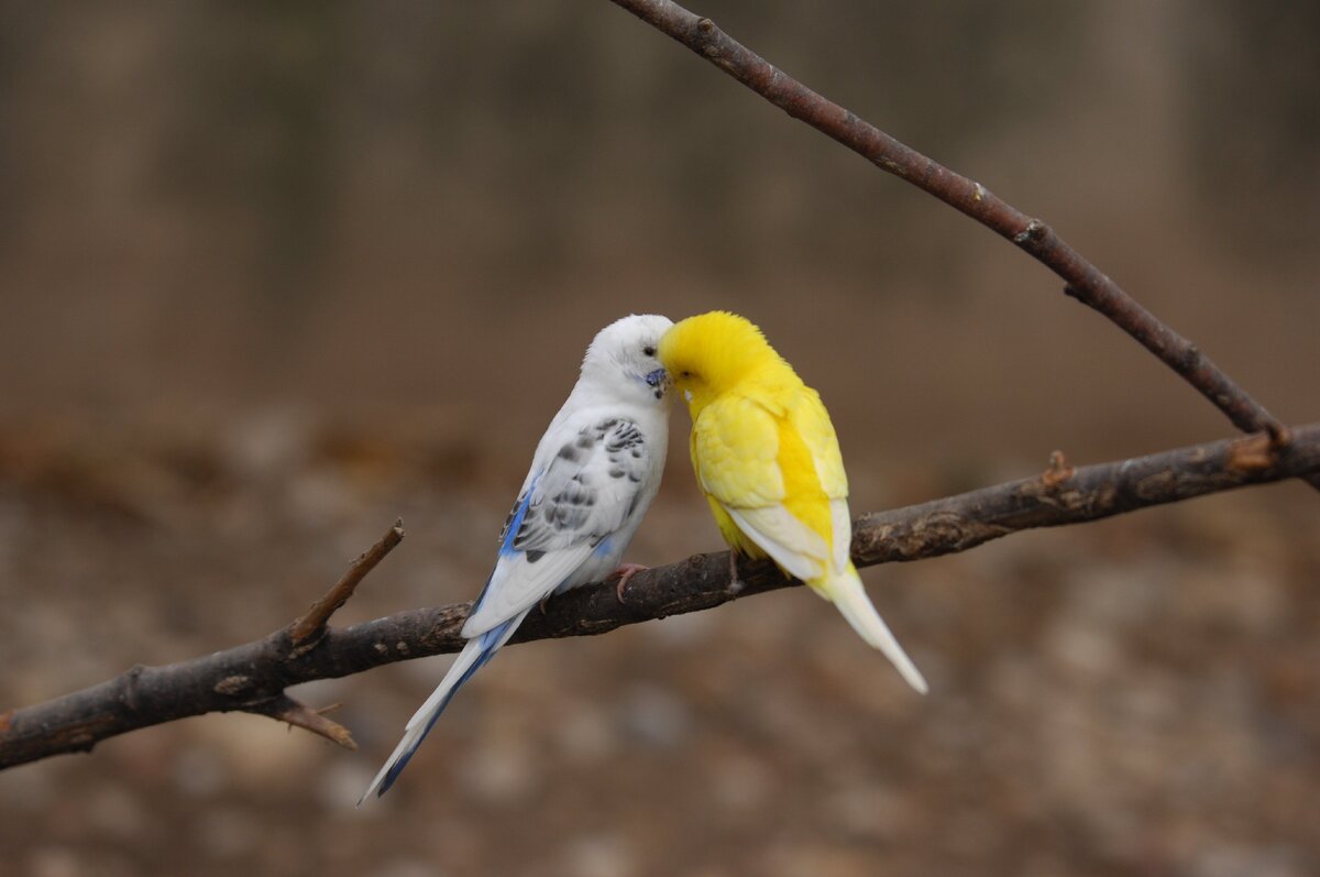 приворот на всю жизнь