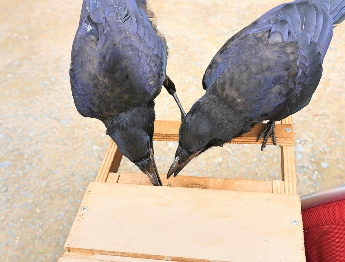 Птица галка и ворона. Шесть воронов лондонский тауэр. Вороны галки и вороны. Перелетные птицы оренбургской области. Почему вороны собираются в одном месте.