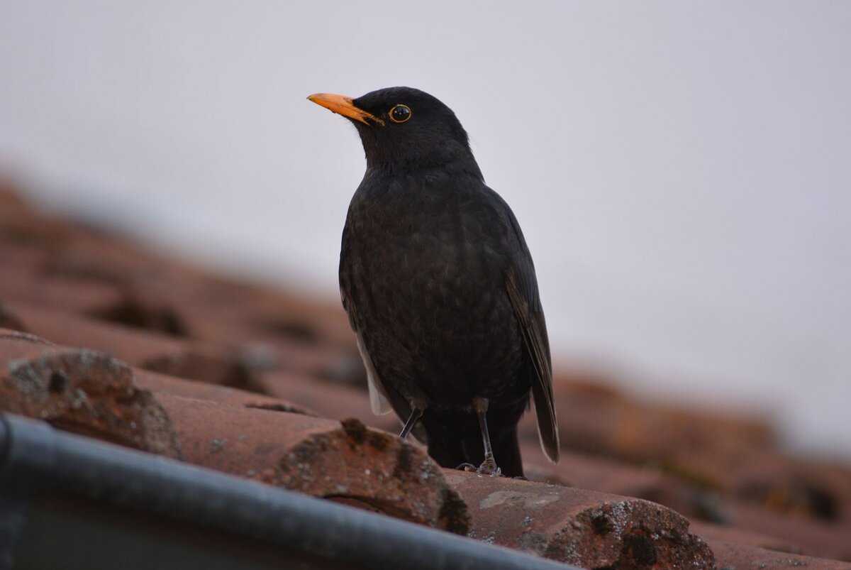 Альпийская галка