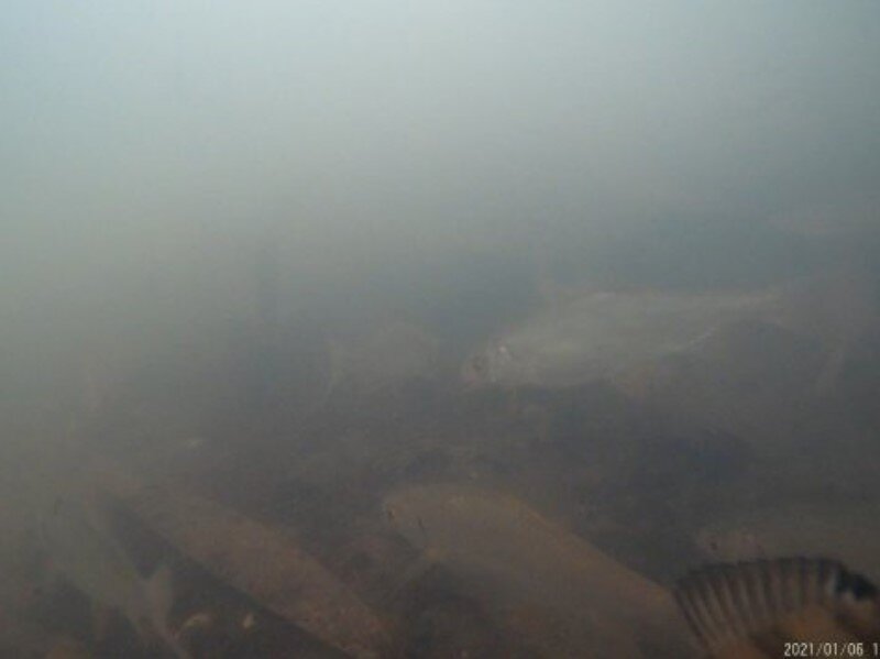 Если сидеть тихо, то стаи плотвы возвращаются уже через 5-10 минут.