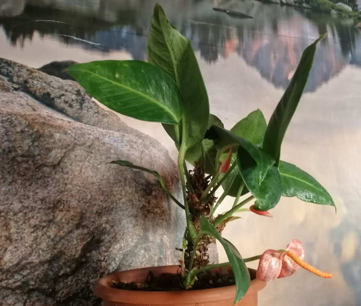 Мой антуриум цветет на боковых побегах