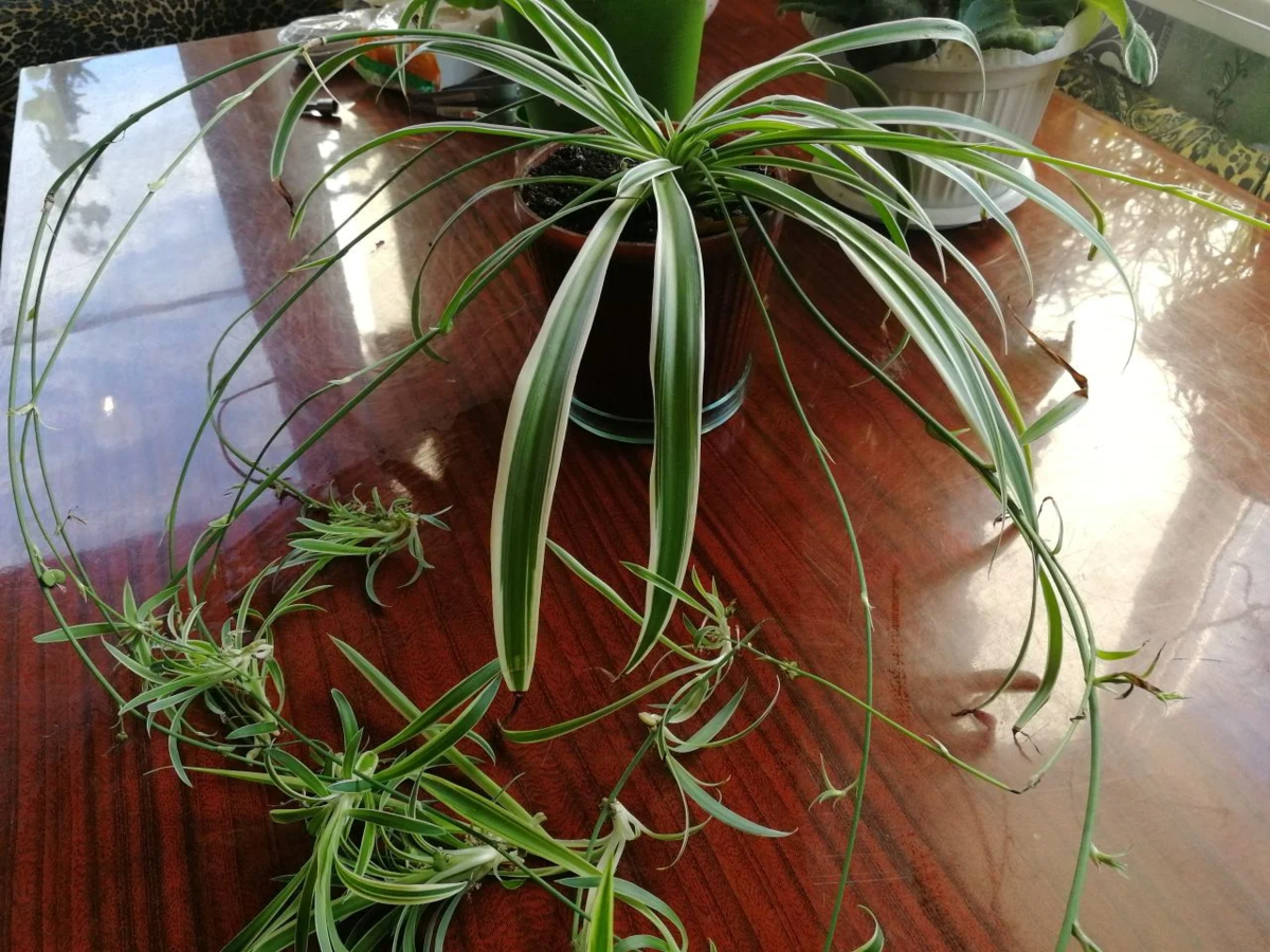 Мой хлорофитум 