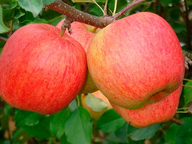 Самый высокоурожайный раннезимний сорт яблони чешской селекции! Что это за сорт? Этот сорт яблони очень популярен в России!