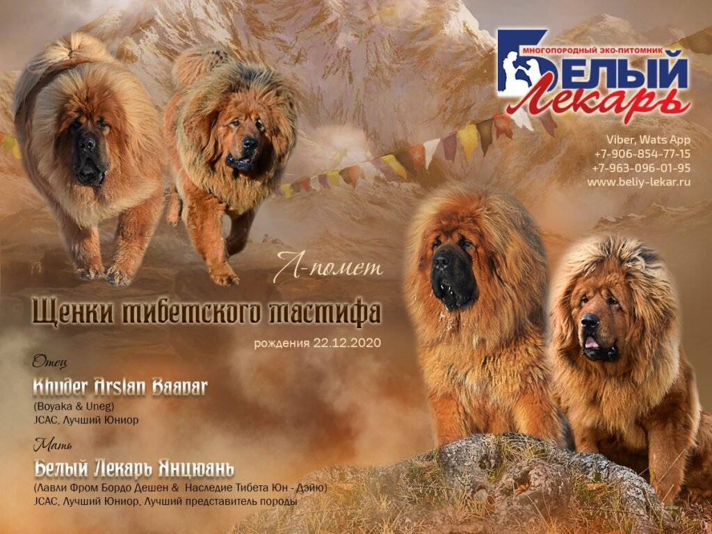 Помет щенков тибетских мастифов "Л". https://beliy-lekar.ru/