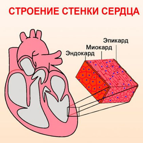 Строение стенки сердца