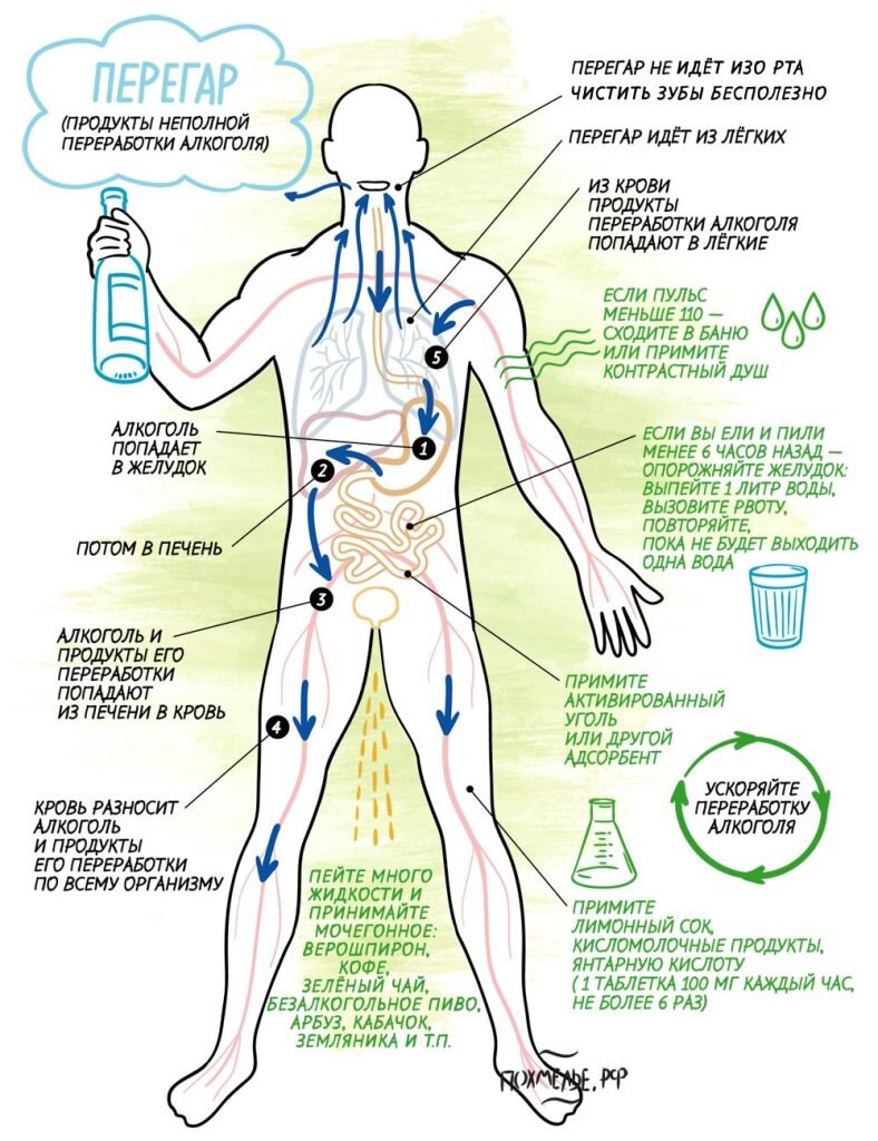 Перегар это продукты непереработанного этонола,так что читать зубы мало эффективно. Для более быстрого возвращения человека в нормальное состояние  нужно :
- употреблять больше количество жидкости. 
- выпить активированный уголь, аспирин. 
- при возможности принять контрастный душ, либо сходить в баню.(но поход в баню не рекомендуется  при наличии заболевания сердечно сосудистой системы и других хронических заболеваний. 