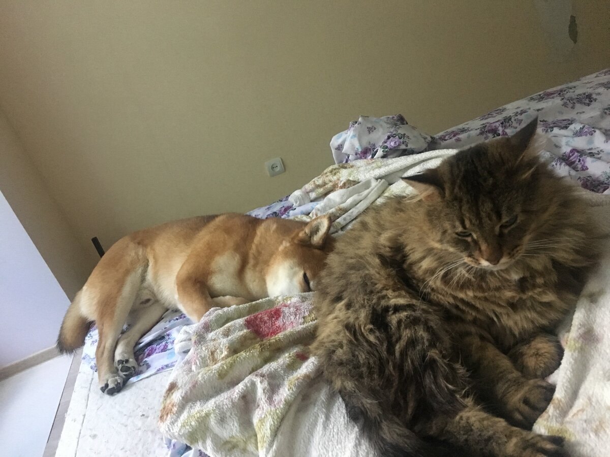 Вся кровать ему