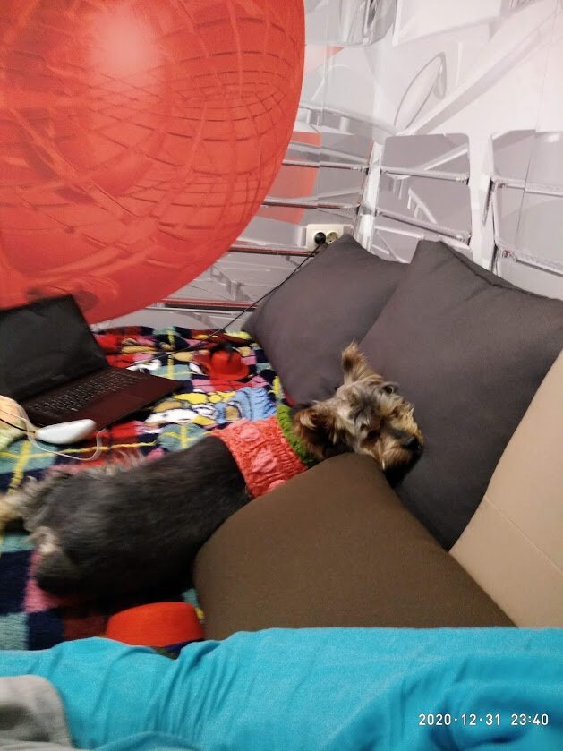 Я люблю животных. Особенно собачек. Особенно маленьких. У нас у самих уже 11 лет живёт наш маленький бессловесный дружочек - йорк - девочка - Шанэль.