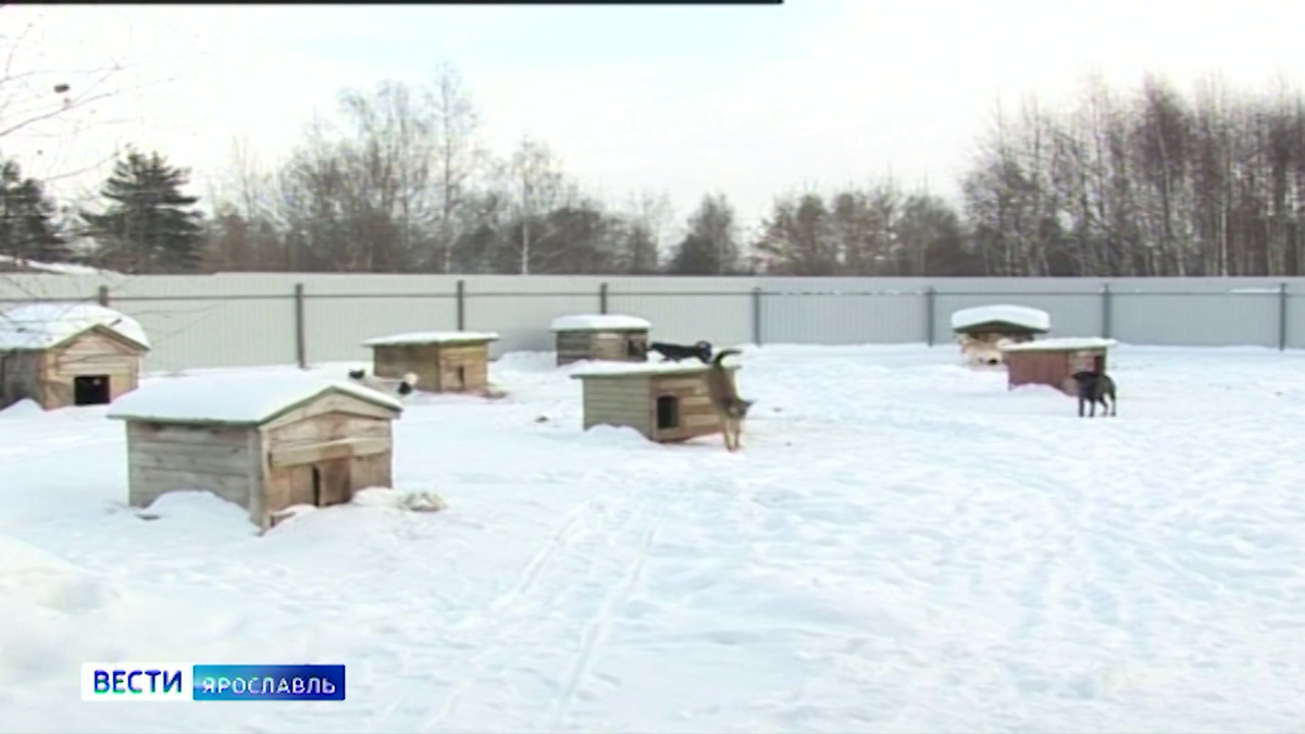 Фото: скрин с видео ГТРК «Ярославия»