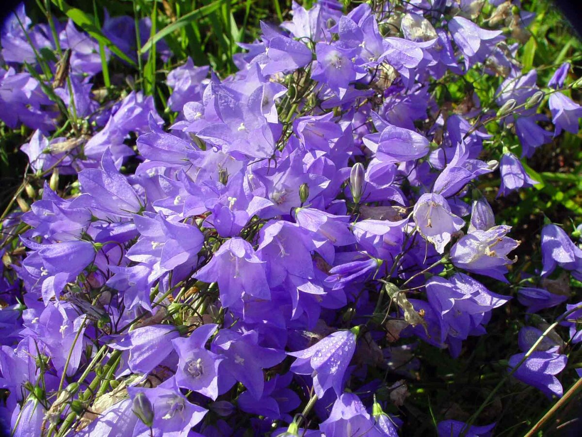 Колокольчик