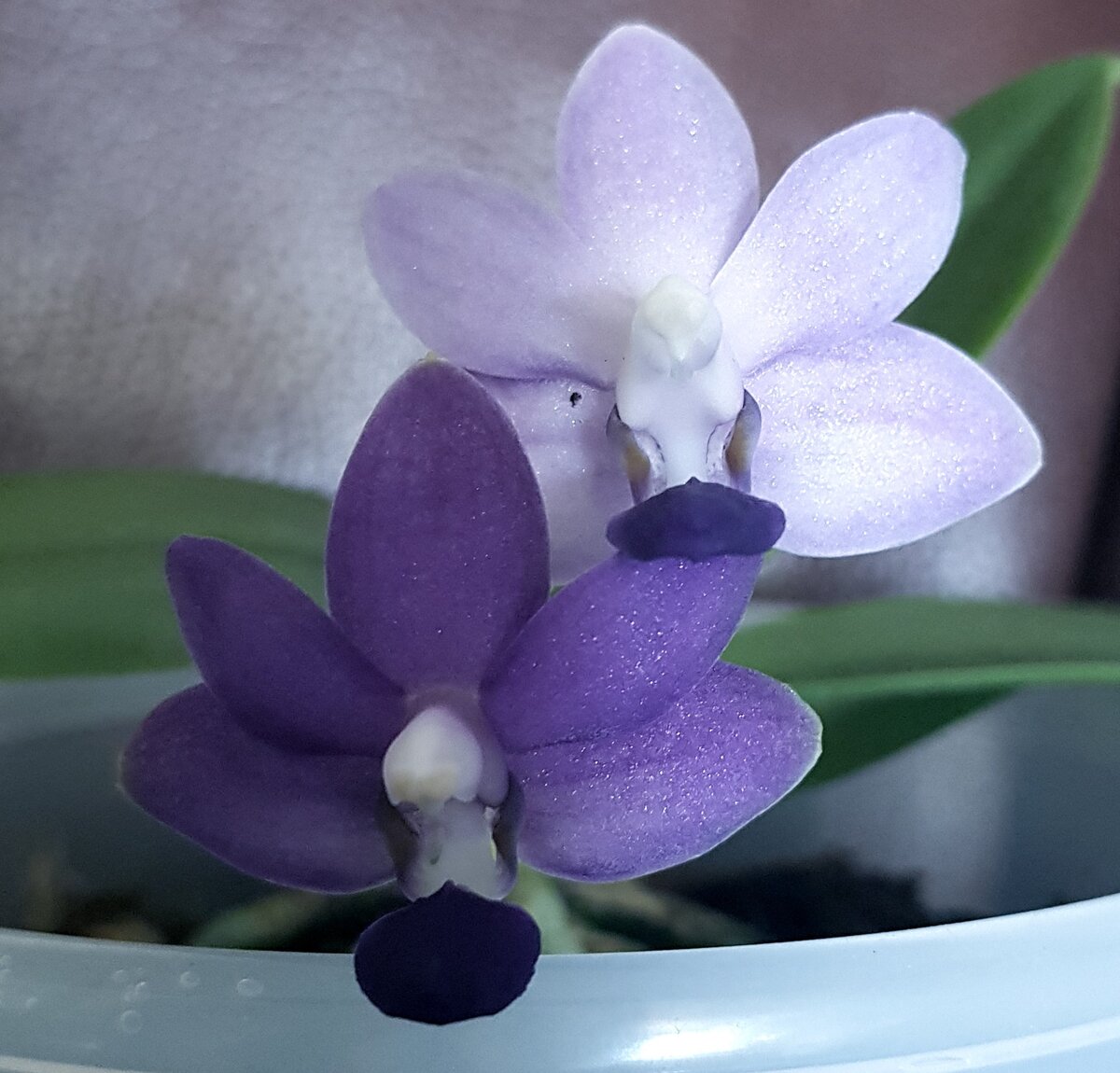 форум магазина коллекционных орхидей orchids.ua