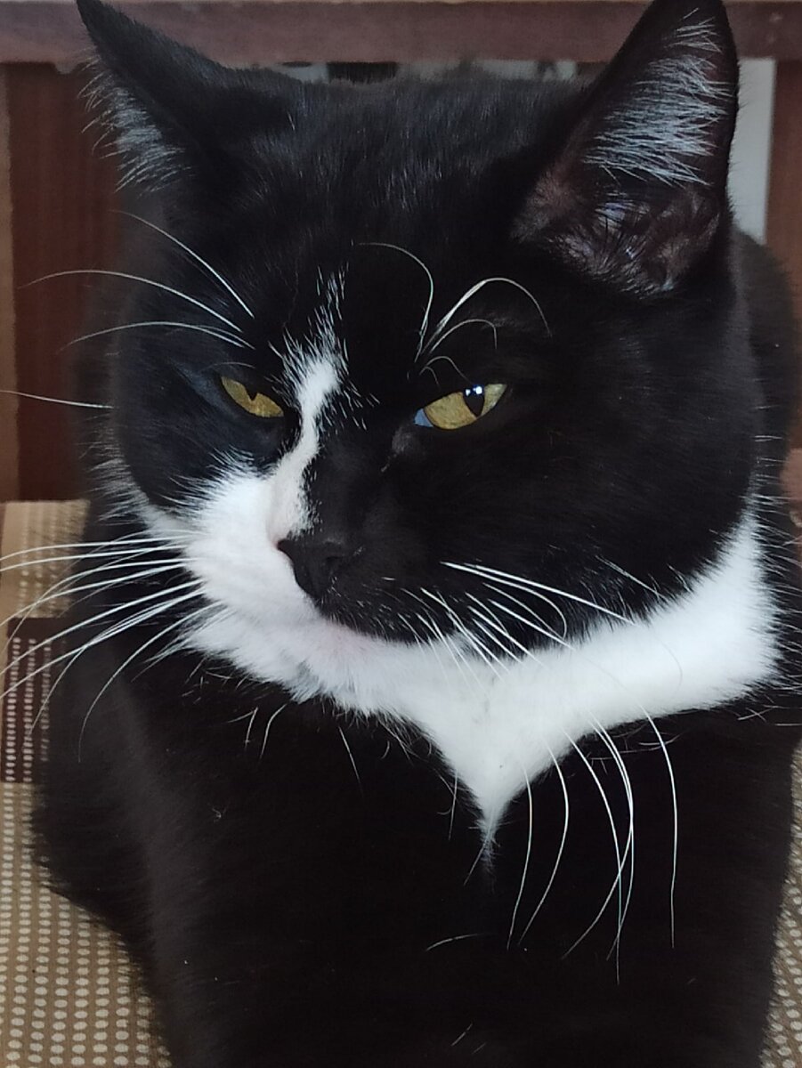 Макс недоволен ранней побудкой хозяйки. А зачем я так рано встала? А не знаю, я теперь рано встаю.