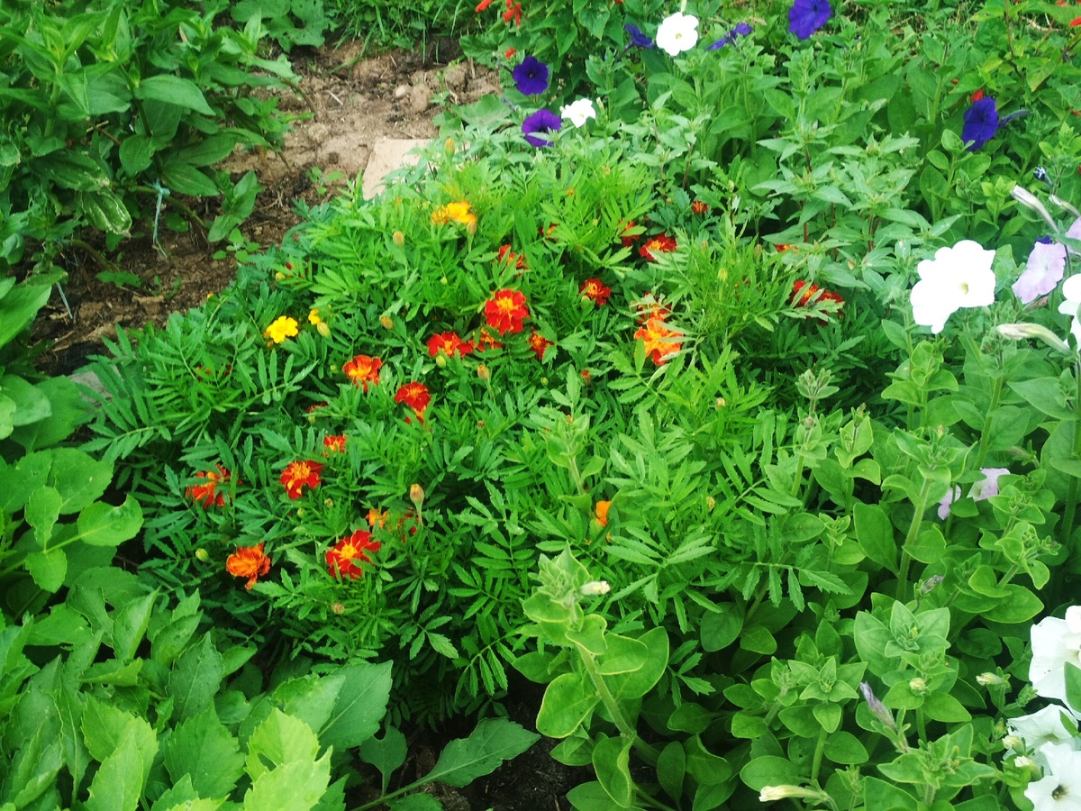 Малышки бархатцы.  Фото из личного архива автора,2020.