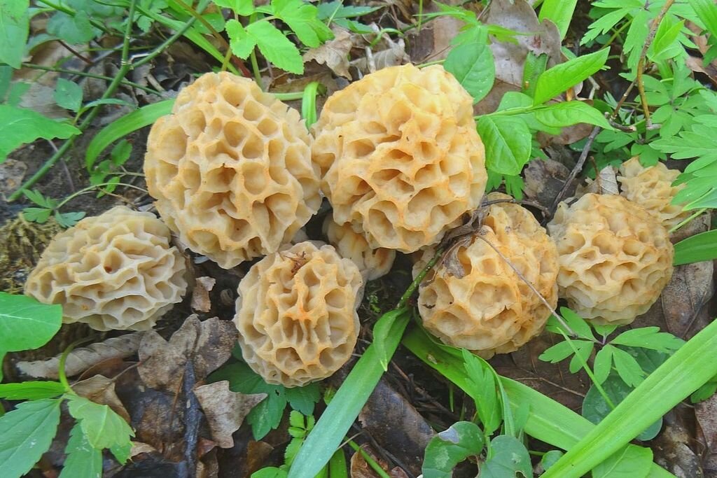 Настоящие сморчки. Находили такие? Я только на картинке видал (фото пользователя Марго)