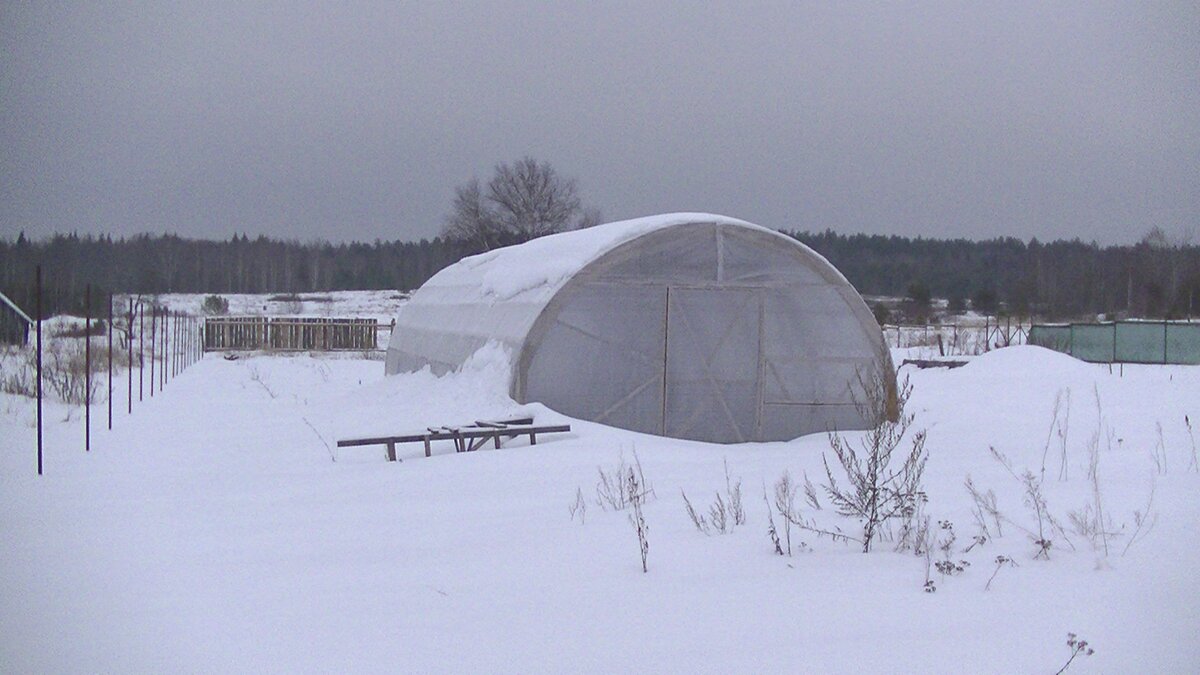 Теплица 29 января 2021