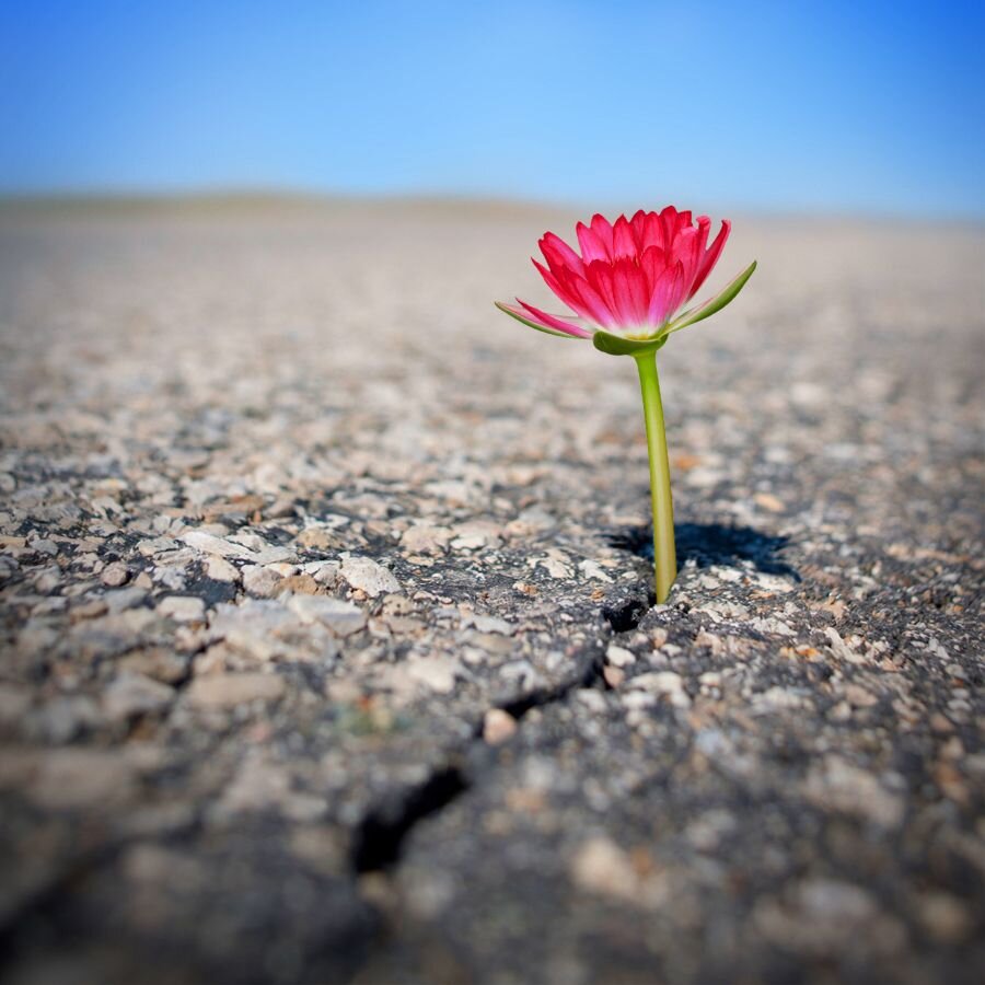 Яндекс картинка.