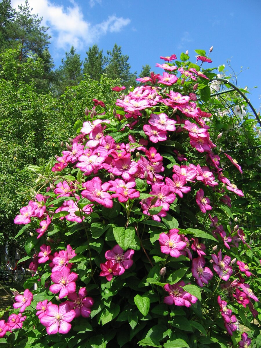 Клематис Виль де Лион "Ville de Lyon", фото из личного архива