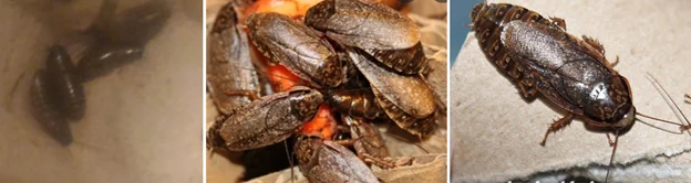 мраморный таракан