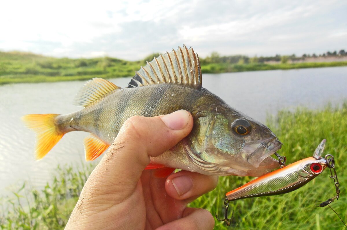 Zip Baits Rigge 56
