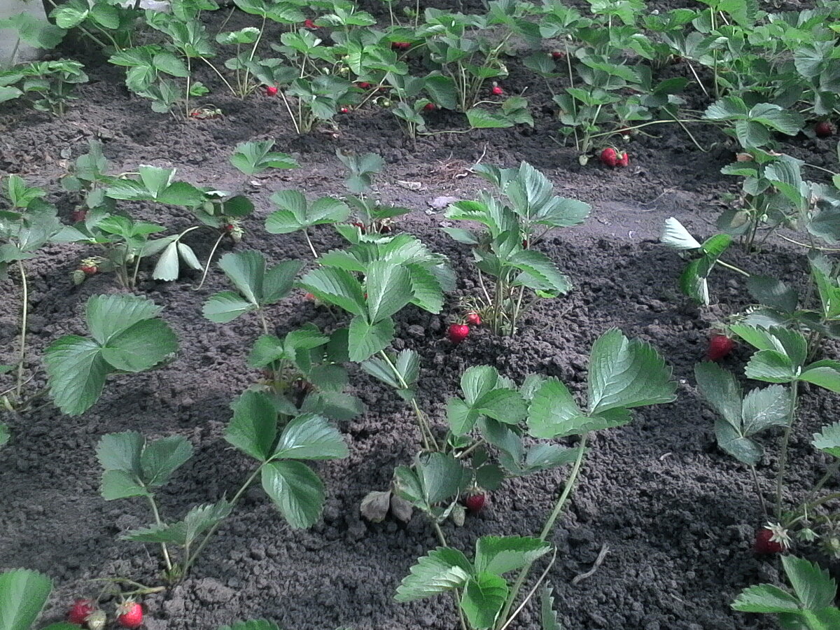 Клубника первого года