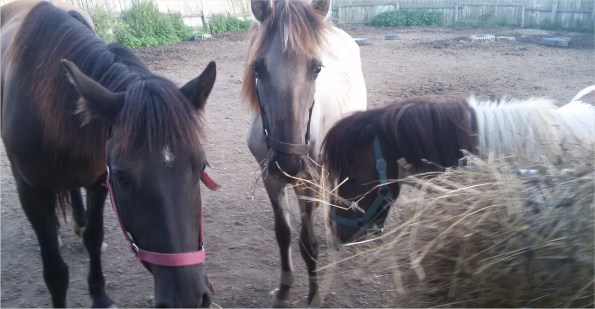 Лошади. Фото автора