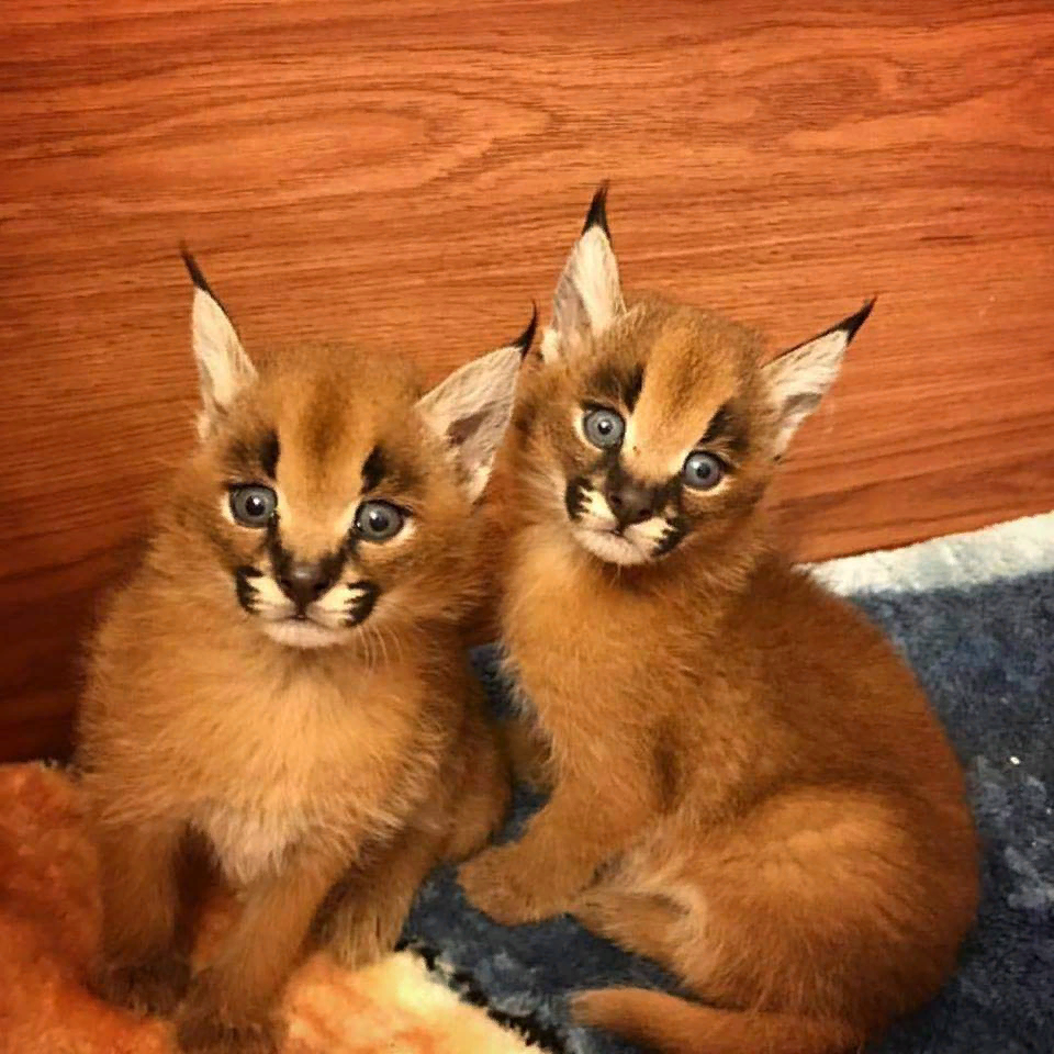 Nashville Zoo Baby Boom! Caracal, Cassowary and Kangaroos - YouTube