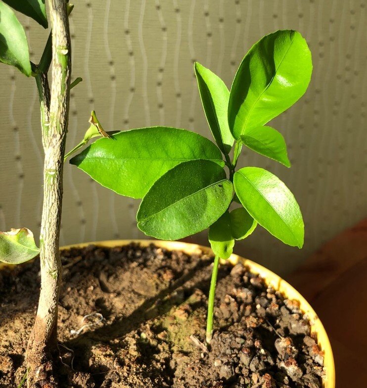 Двухмесячный росток мандаринки