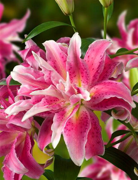 Double Oriental Lily - Pink