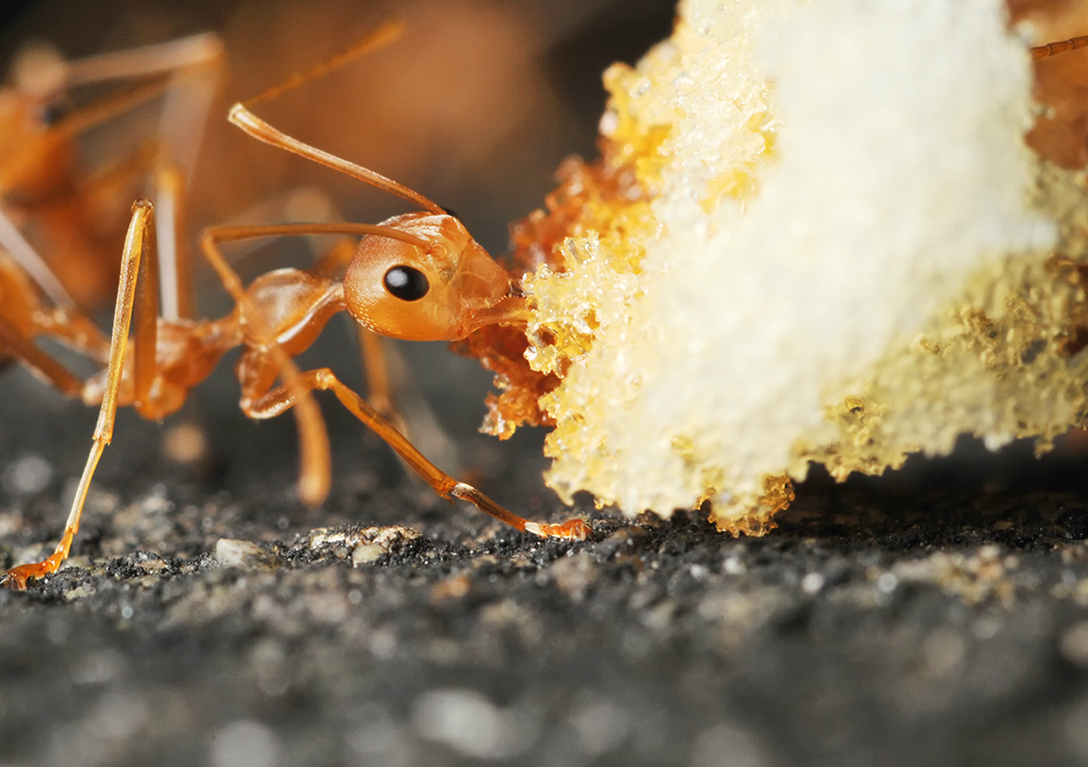 Рыжие муравьи не выносят холода и часто селятся там, где есть тепло и еда. Насекомых можно встретить на дачах, в частных и многоквартирных домах.