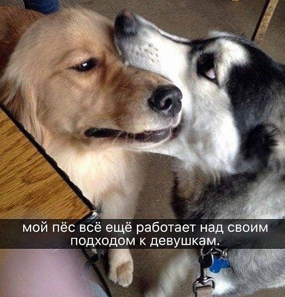 https://www.instagram.com/animals_huanimals/