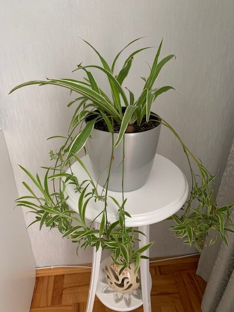 Хлорофитум