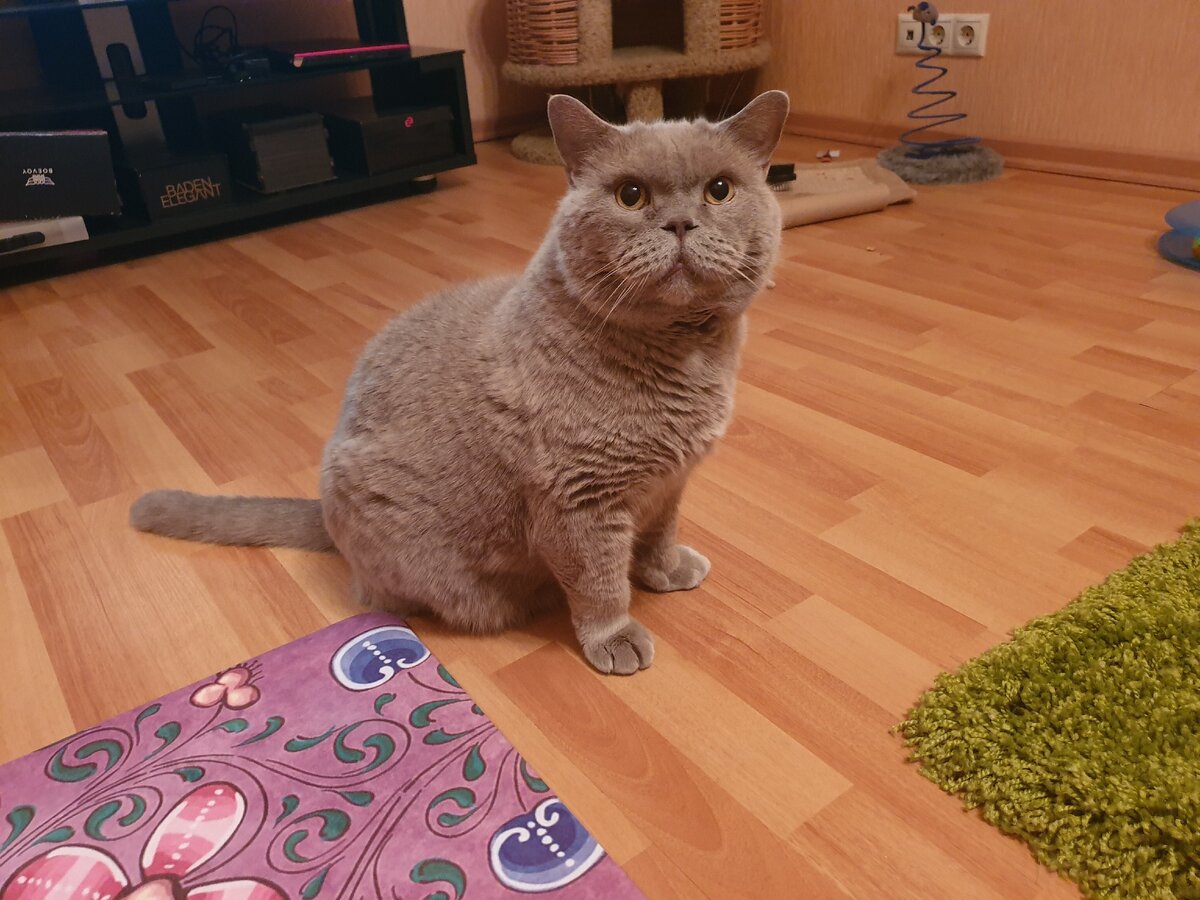 его папа был чемпионом мира, мама - Европы