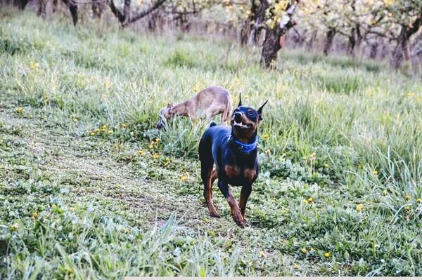 Тульский Алмаз Никсон