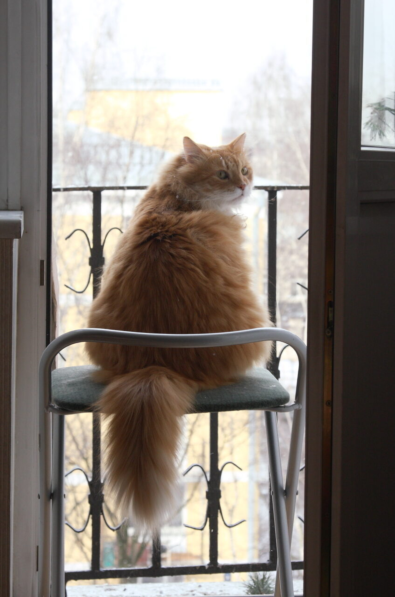 Кот ждет весну. Котик ждет. Котик ждет у окна. Кот ждет ве.